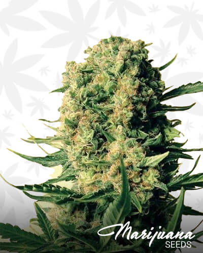 Critical Skunk 1