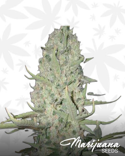 Critical Widow 1