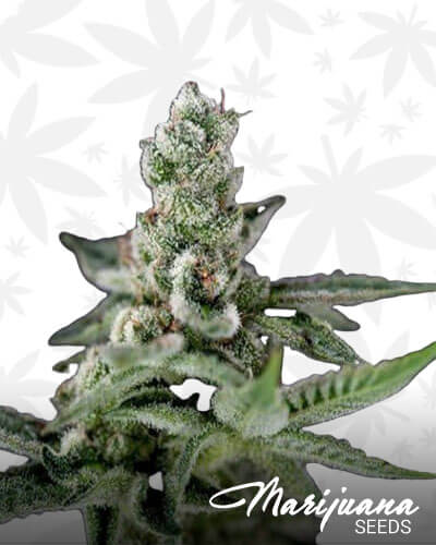 Crockett’s Haze 1