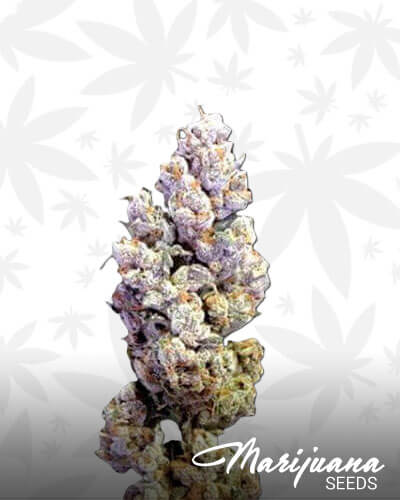 Crockett’s Sour Tangie 1
