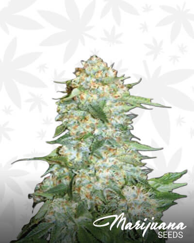 Cypress OG 1