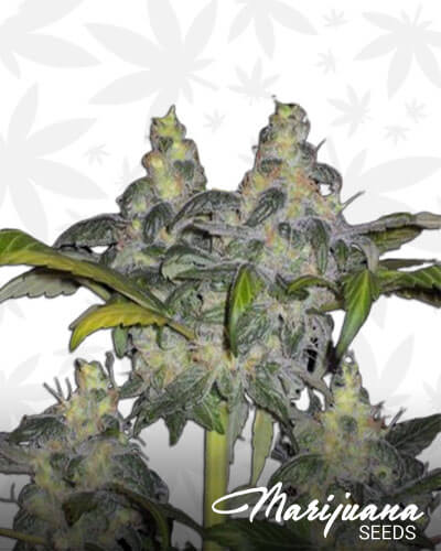 Dagwood Strain