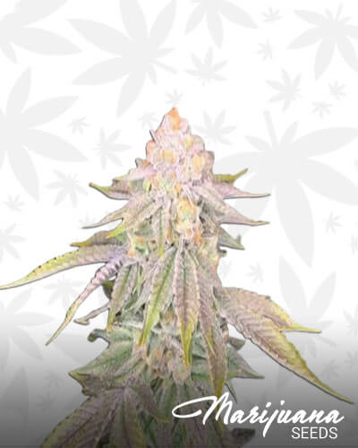 Dank Dough 1
