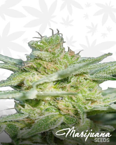 Dark Blue Dream 1