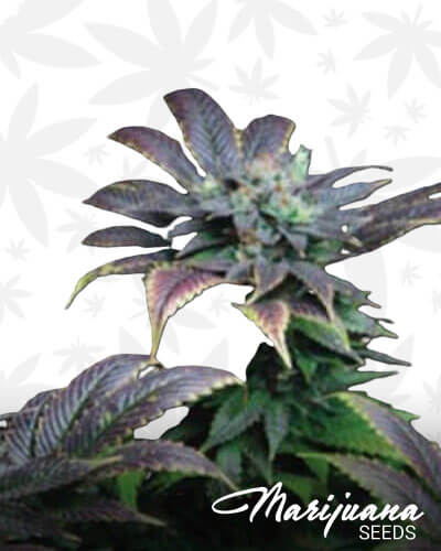 Dawgfather OG 1