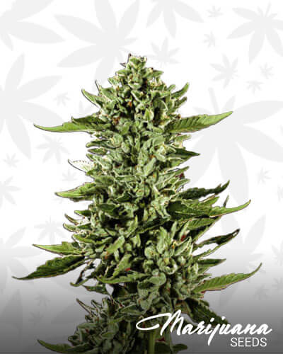 Deadhead OG 1