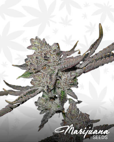 Death By Cake OG 1