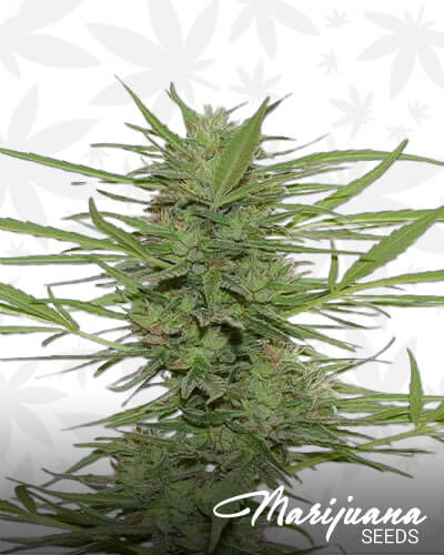 Dedoverde Haze 2