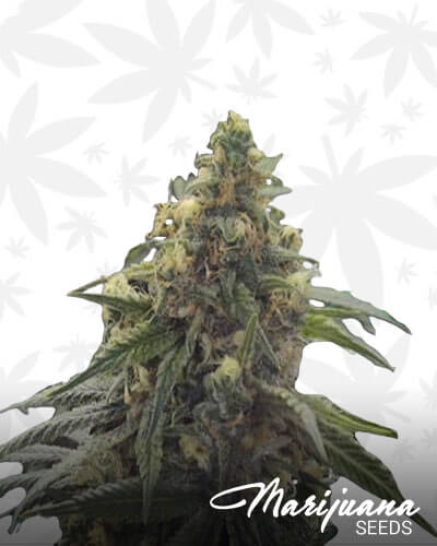 Desert Diesel 2