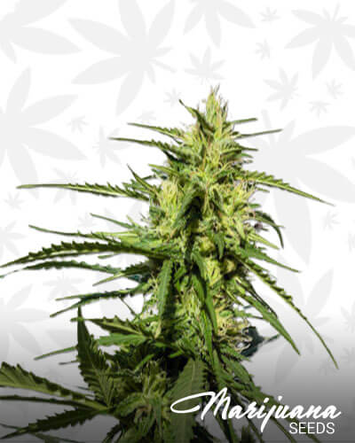 Diamond Valley Kush 1