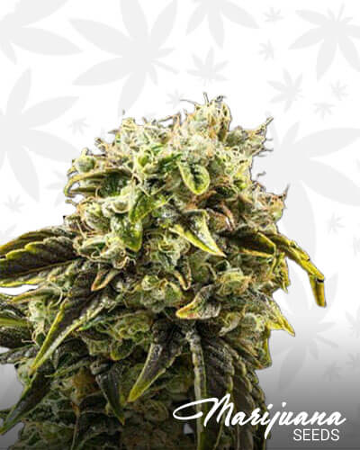 Diesel Dough 1
