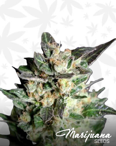 Diesel Glue 2