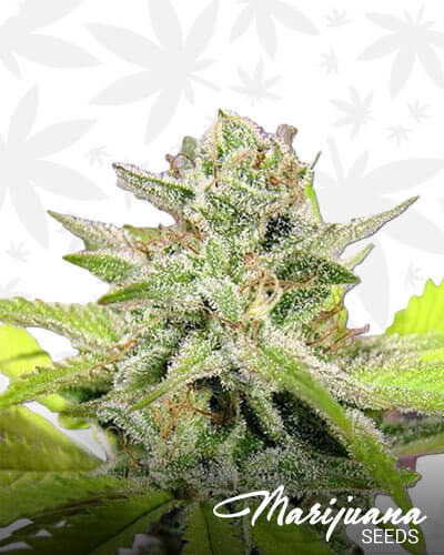 Dirty Widow 1