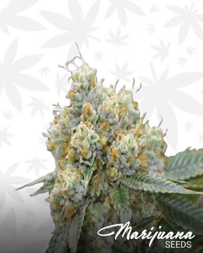 Dizzy OG 1