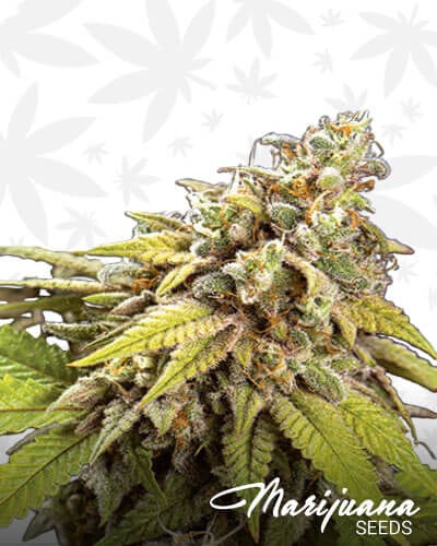 Doctor Jamaica 2