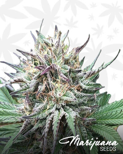 Don Carlos 1
