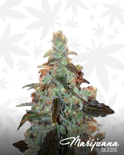 Donna OG 1