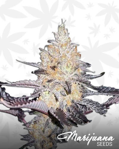Double Lemon Pie
