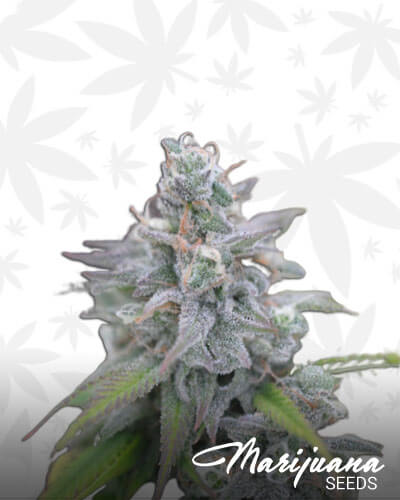Double Tangie Banana 1