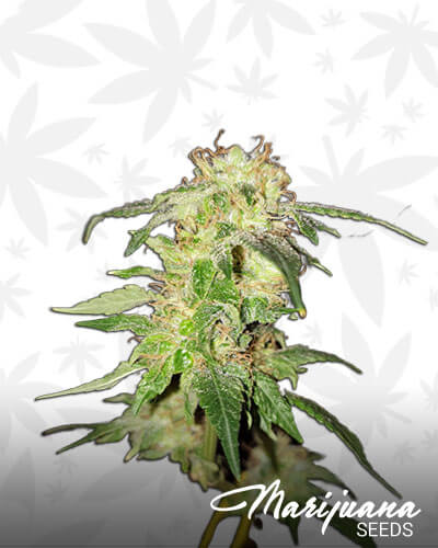 Dr Greenthumb’s Em Dog