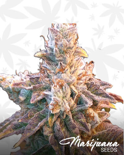 Dr