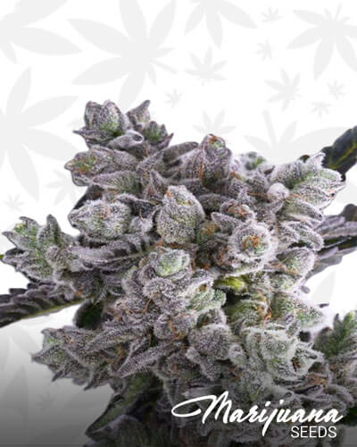 Dragon Breath