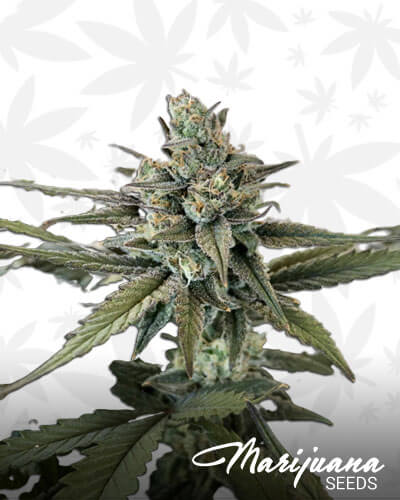 Dragon OG