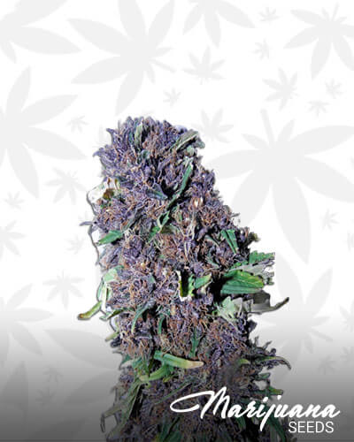 Durban Berry