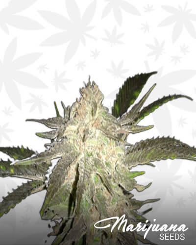Dutch Hawaiian