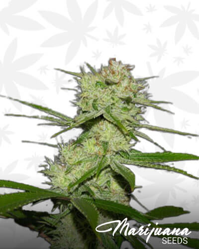 Dutch Treat
