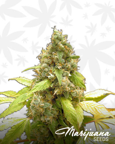 Dutchberry