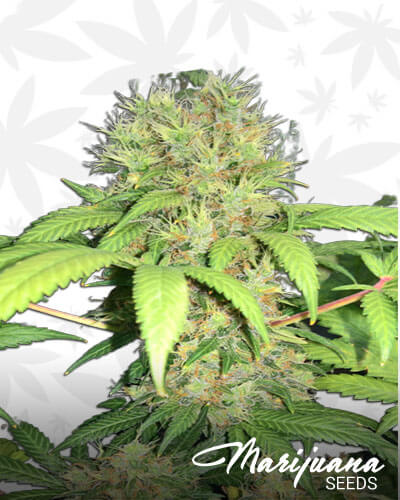 Early Skunk 1
