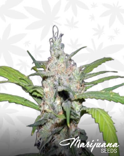 Earth OG