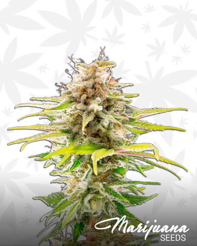 Earthshaker OG