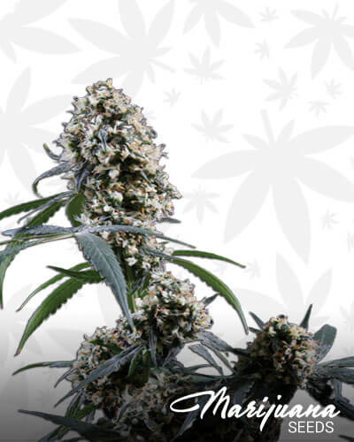 Ed Rosenthal Super Bud