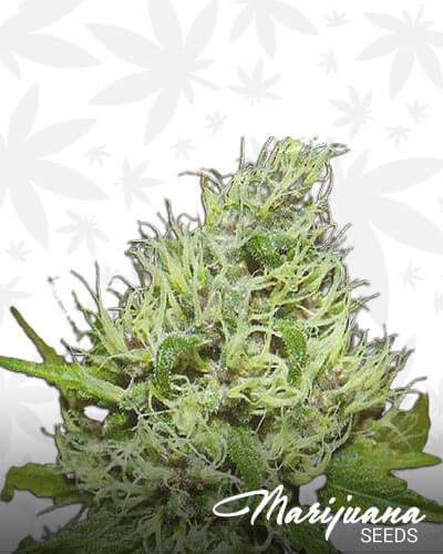 Elderberry Kush