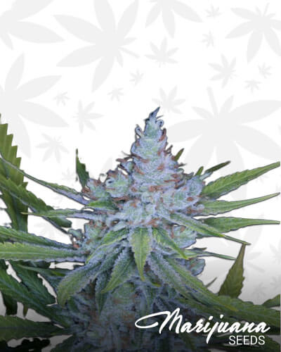 Elevated OG