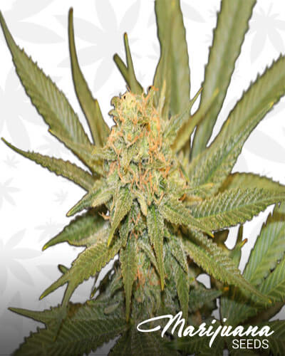 Exodus Cheese