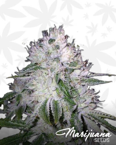 F Cut OG