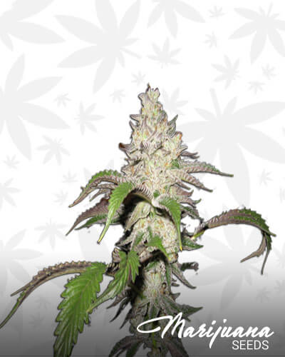 Fire Alien Kush