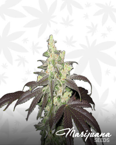 Fire Alien Romulan