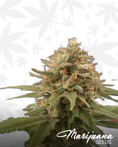 Florida OG