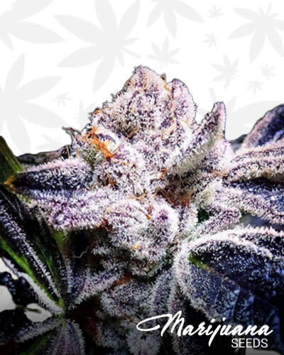 Forum Cut Cookies S1
