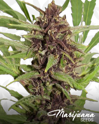 Frisian Dew