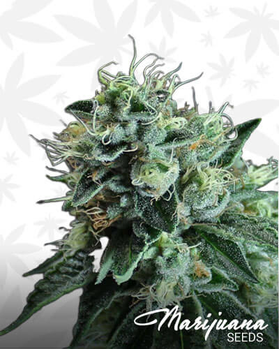 Frosty Jesus