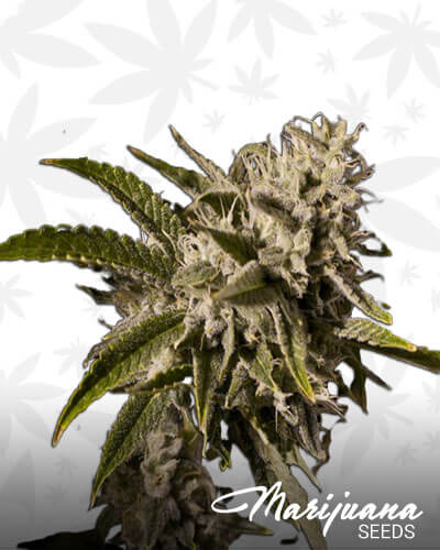 Frozen Tangerine Strain