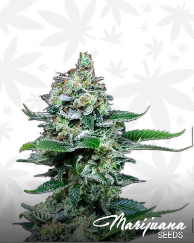 Fruity Widow
