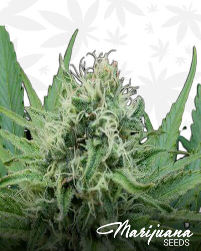 G13 Diesel
