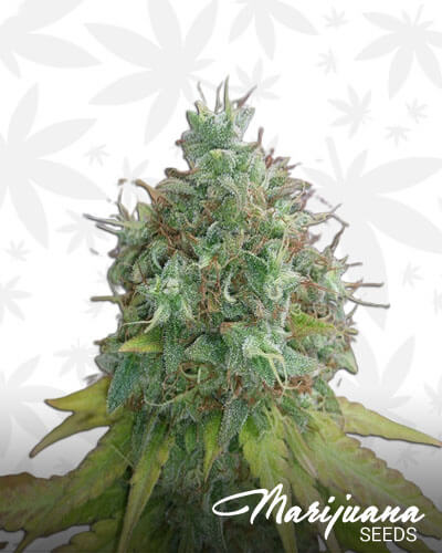 G13 Haze