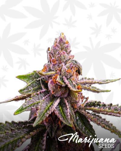 GSC